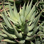 Aloe Seeds (Aloe ferox) 