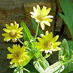 Arnica Seeds