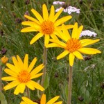 Arnica Seeds, Mountain