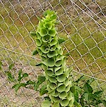 Bells of Ireland Seeds