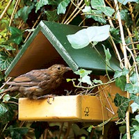 Blackbird Nest Box