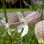 Bladder Campion Seeds