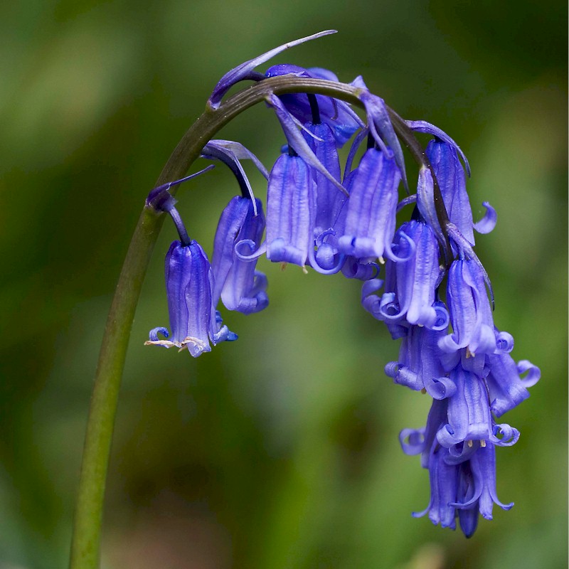 Bluebell Seeds