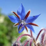 Borage Seeds