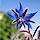 Borage