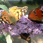 Buddleia Davidii Seeds