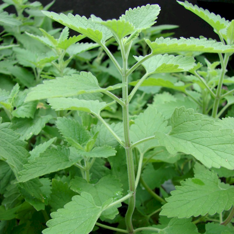 Catnip Seeds