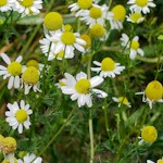 Chamomile Seeds, Annual