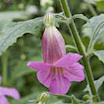 Chinese Foxglove Seeds