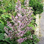 Clary Sage Seeds