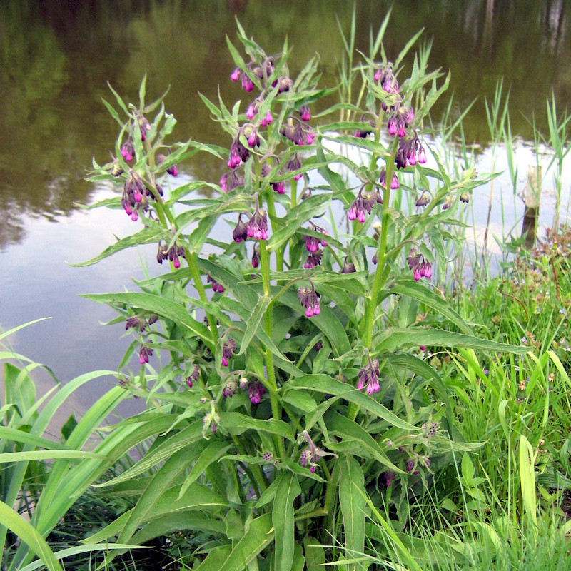 Comfrey Seeds