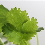 Coriander Seeds, Santo