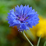 Cornflower Seeds