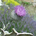 Cotton Thistle Seeds