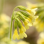 Cowslip Seeds