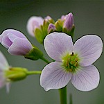 Cuckoo Flower Seeds