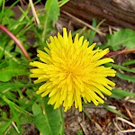 Dandelion Seeds 