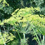 Dill Seeds