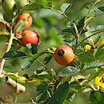 Dog Rose Seeds