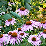 Echinacea Seeds