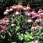 Echinacea Seeds, Purpurea