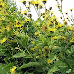 Elecampane Seeds