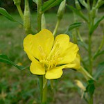 Evening Primrose Seeds