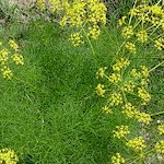 Fennel Seeds