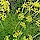 Fennel