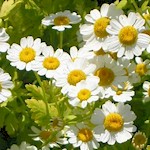 Feverfew Seeds