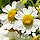 Feverfew