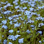 Field Forget-me-not Seeds