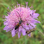 Field Scabious Seeds