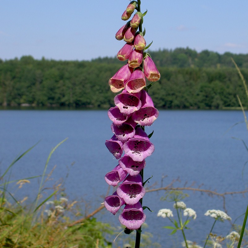 Foxglove Seeds