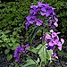 Garden Flowers