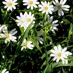 Greater Stitchwort Seeds