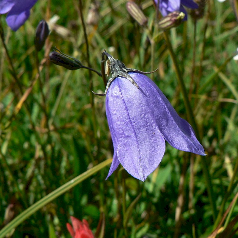 Harebell Seeds