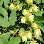 Hop Seeds