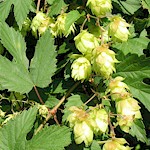 Hop Seeds