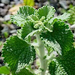 Horehound Seeds, White