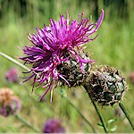 Knapweed Seeds, Greater