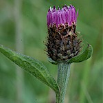 Knapweed Seeds, Lesser