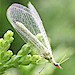 Lacewing Larvae