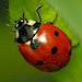 Adult Ladybirds & Larvae