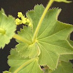 Lady's Mantle Seeds