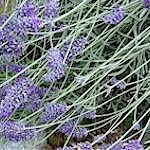 Lavender Seeds, Hidcote Blue