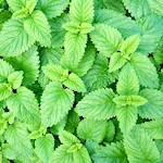 Lemon Balm Seeds