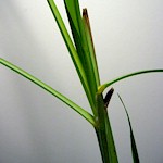 Lemon Grass Seeds