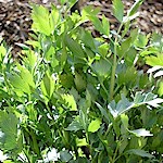 Lovage Seeds