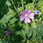 Mallow Seeds, Common